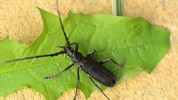Жук родини Cerambycidae, макрос — стокове відео