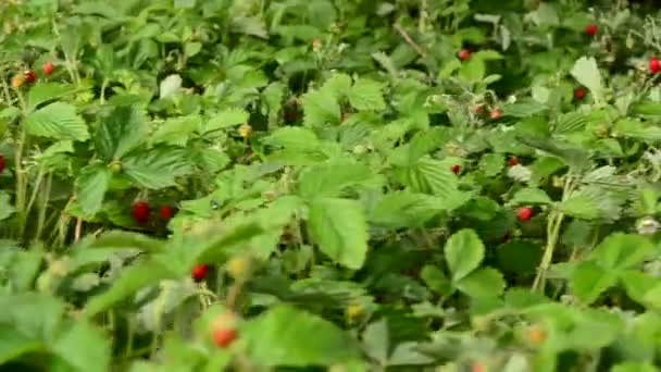 Champ de fraises gros plan, poupée — Video