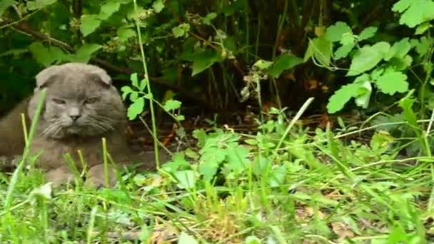 Chat gris écossais plié sur l'herbe. Dolly shot — Video