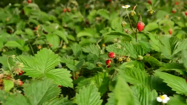 Primer plano del campo de fresas, rodaje de muñecas — Vídeos de Stock