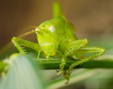kök üzerinde oturan çekirge makro