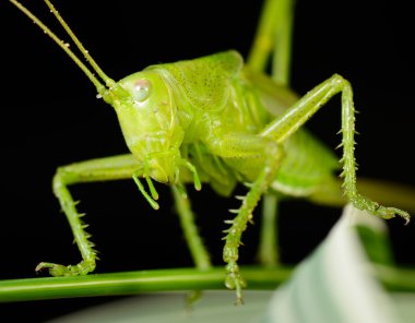kök üzerinde oturan çekirge makro