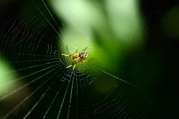 Dönen bir web spider — Stok fotoğraf