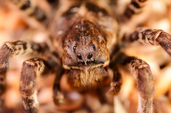 Tarántula araña macro — Foto de Stock