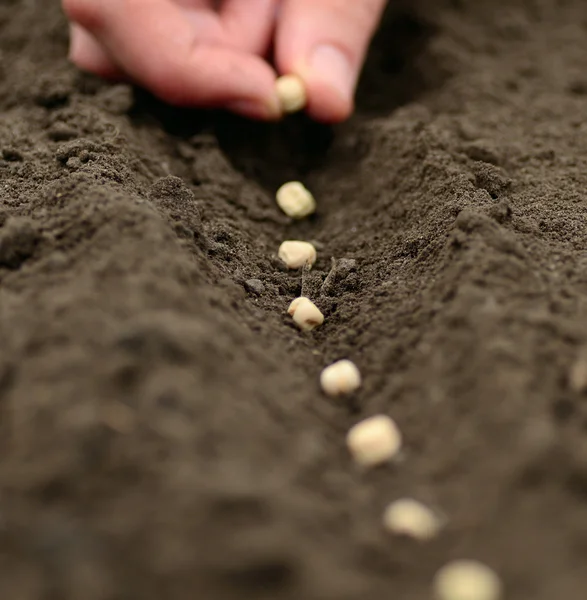 Tohumlama — Stok fotoğraf