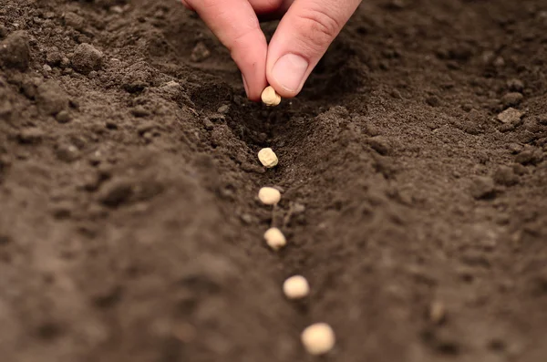 Seeding — Stock Photo, Image