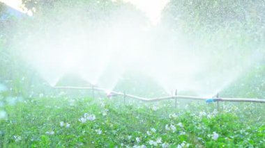 boerderij irrigatie van aardappelen