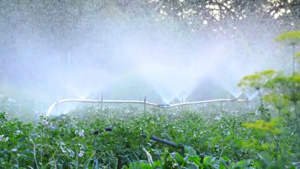 Farm Irrigation of potato — Stock Video