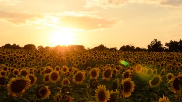 Coucher de soleil timelapse sur champ de tournesols — Video