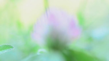 Yeşil yonca çiy ile kapalı bırakır. odak raf ve out dolly