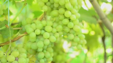 bağ. Motorlu dolly vurdu.