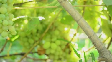 bağ. Motorlu dolly vurdu.