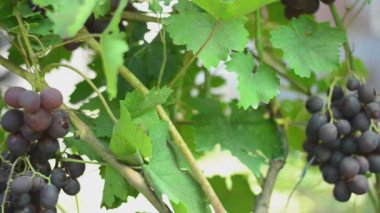 bağ. Motorlu dolly vurdu.