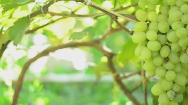 bağ. Motorlu dolly vurdu.