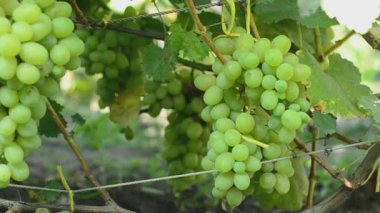 bağ. Motorlu dolly vurdu.