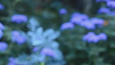 Bahçe çiçek. Motorize dolly vurdu.