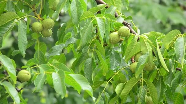 Branches d'un noyer pendant la pluie — Video