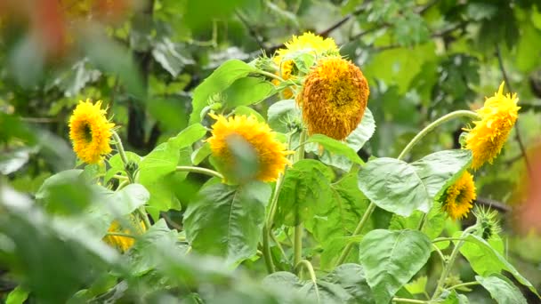 Girasole sotto la pioggia — Video Stock