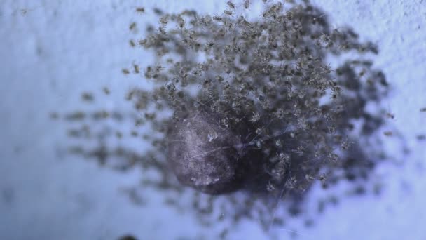 Nido de arañas avispa recién nacidas — Vídeo de stock
