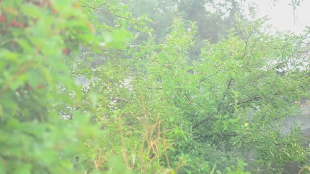 雨的背景 — 图库视频影像