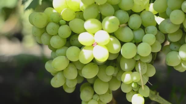 Le vignoble. Poupée motorisée . — Video