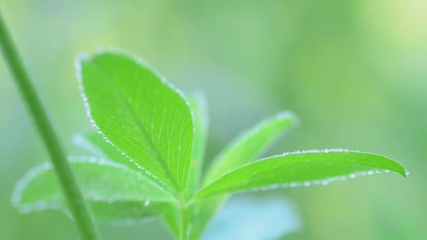 Foglie di trifoglio verde ricoperte di rugiada. Concentrazione dello scaffale e dolly in-out — Video Stock