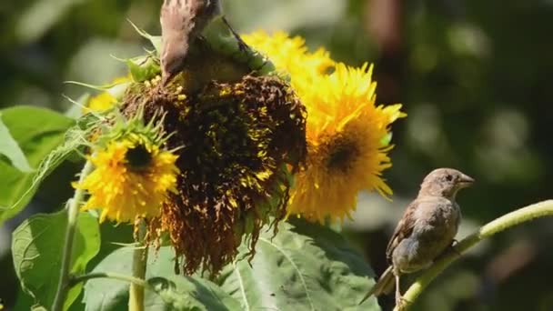 Sparrows eating sunflower seeds — Stock Video
