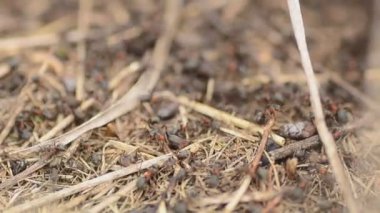 Karıncalar üzerinde bir karınca yuvası closeup çekim dolly