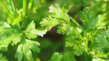 maydanoz alanında. Motorlu dolly vurdu.