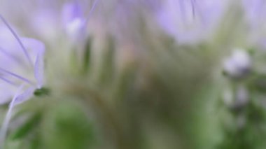 Makro narin çiçekler. Motorize dolly vurdu.