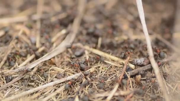 Fourmis sur une fourmilière gros plan, dolly shot 