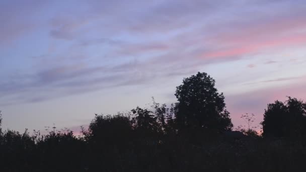 Silhouet van gras bij zonsondergang. gemotoriseerde dolly schot — Stockvideo