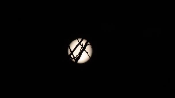 Silhouette of branch, full moon on background. Timelapse. — Stock Video