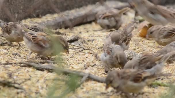 Gorriones comiendo semillas — Vídeos de Stock