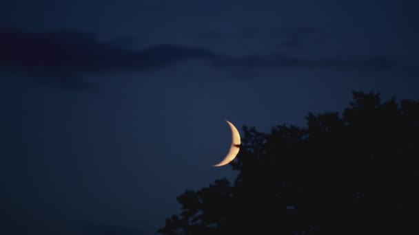 Luna timelapse con nubes y árbol — Vídeos de Stock