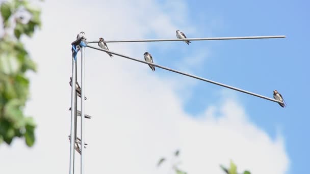 Family of martlets sitting on the TV antenna — Stock Video