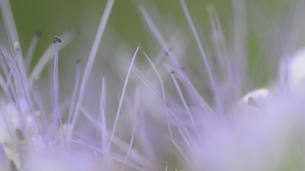 娇嫩的花朵的宏。开枪的机动的多莉. — 图库视频影像