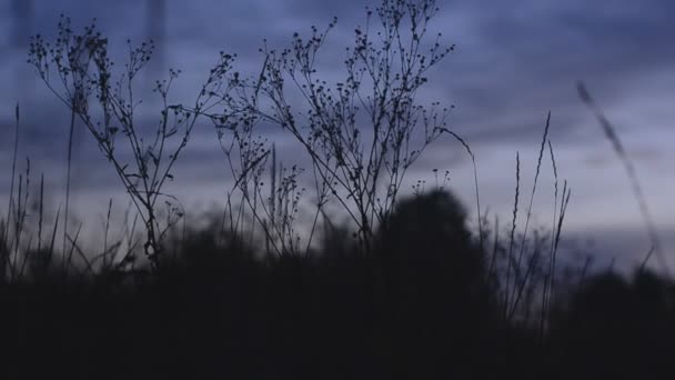 Silhouet van gras bij zonsondergang. gemotoriseerde dolly schot — Stockvideo