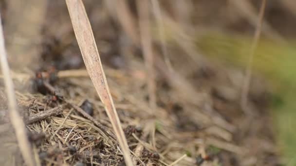 Mieren op een mierenhoop close-up, dolly schot — Stockvideo