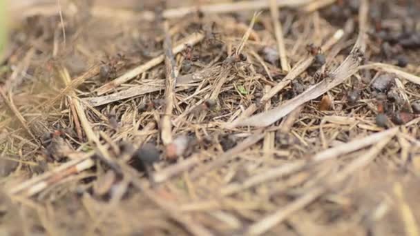 Fourmis sur une fourmilière gros plan, dolly shot — Video