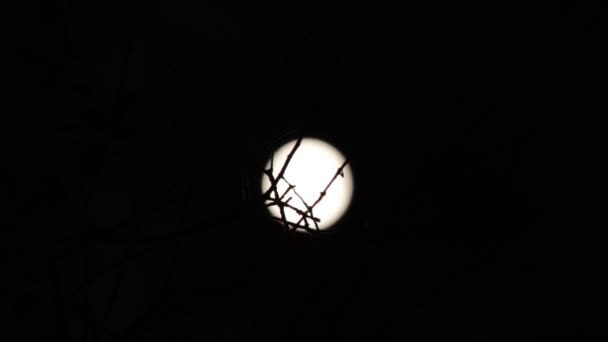 Silhouette of branch, full moon on background. Timelapse. — Stock Video