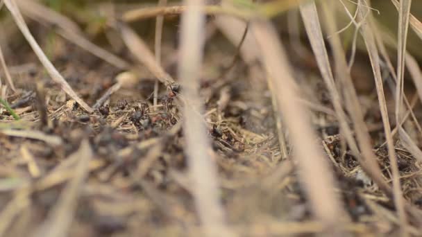 Fourmis sur une fourmilière gros plan, dolly shot 