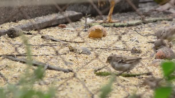 Sparrows eating seeds — Stock Video