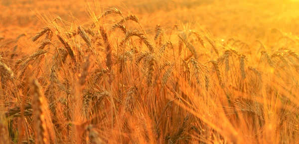 Weizenfeld in den Strahlen der aufgehenden Sonne Stockfoto