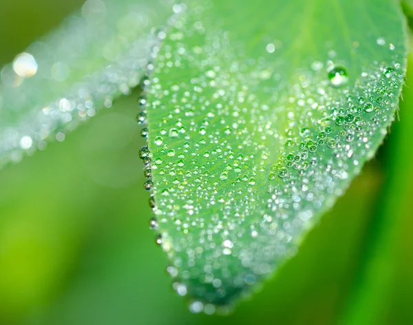 Flores frescas de trébol florecen con gotas de rocío — Foto de Stock