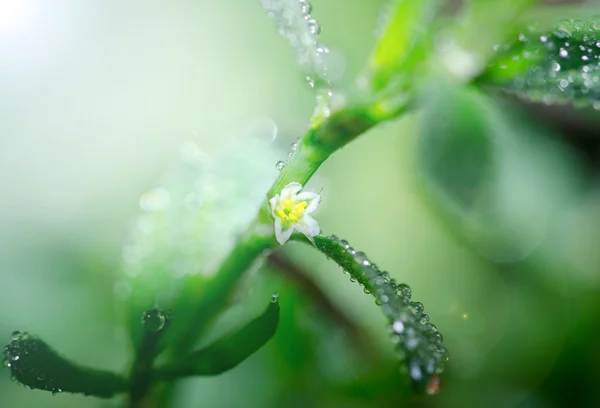 Квітка з краплями роси — стокове фото