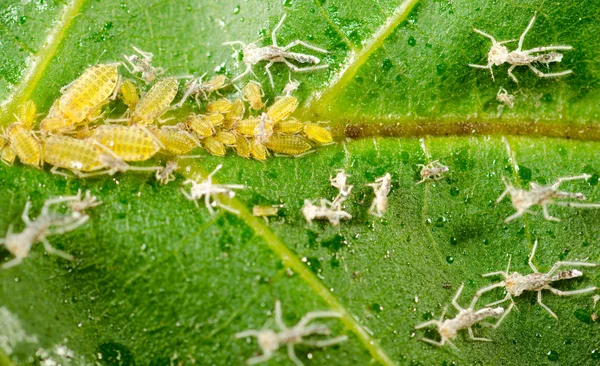 Комаха немовлят на зелений лист — стокове фото