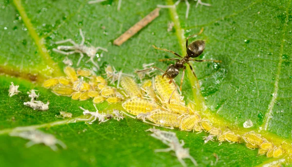 Insect Babies on a Green Leaf — Stock Photo, Image