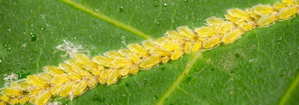 Insektenbabys auf einem grünen Blatt — Stockfoto