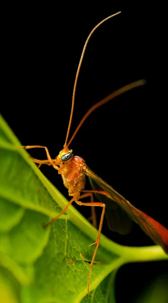 坐在叶上的大蚊子 — 图库照片